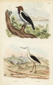 Skäggklocka, Procnias averano och amerikansk avocet, Recurvirostra americana av Unbekannt
