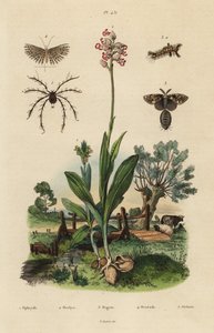 Biorkidé, Ophrys apifera 1, aporkidé, Orchis simia 2, rostig tussfjäril, Orgyia antiqua 3, tjugofjäril, Alucita hexadactyla 4 och Oribata geniculata kvalster 5 av Unbekannt