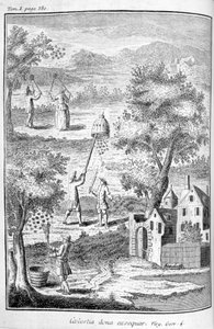 Biodling, 1775 av Unbekannt