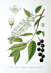 Fågelkörsbär, 1893 av Unbekannt