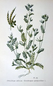 Fågelfot, 1893 av Unbekannt