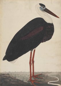 Svart stork i ett landskap, ca. 1780. av Unbekannt