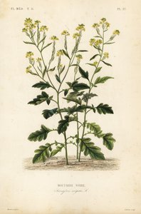 Svart senap, Brassica nigra, Sinapis nigra, Svart senap av Unbekannt