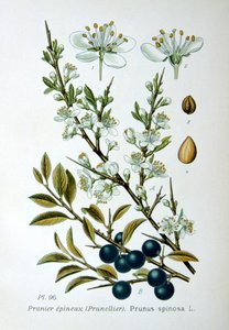 Svarttorn, 1893 av Unbekannt