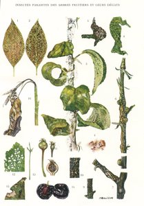 Botaniska styrelsen/fruktträdparasiter av Unbekannt
