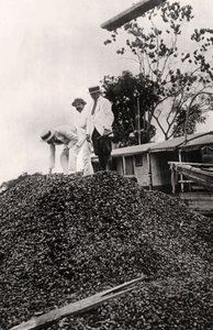 Paranötter skördade från Amazonasdalen, c1900-talet av Unbekannt