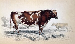 Brittiskt korthorn, 1839 av Unbekannt
