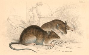 Brunråtta Rattus rattus, 1828 av Unbekannt