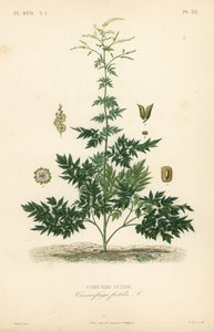 Bugbane eller cohosh, Actaea cimicifuga, Cimicifuga foetida, Cimicaire fetide av Unbekannt