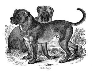 Bulldog, 1848 av Unbekannt