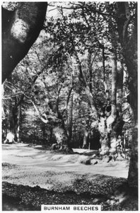 Burnham Beeches, Buckinghamshire, 1937 av Unbekannt