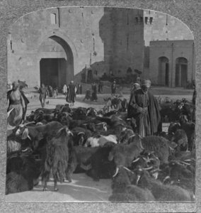 Köper getter vid Damaskusporten, Jerusalem, c1900 av Unbekannt