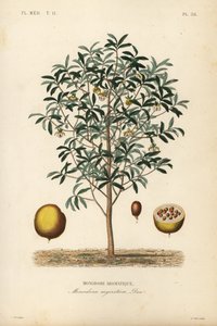Kalebasmuskot, Monodora myristica, Monodore aromatique av Unbekannt
