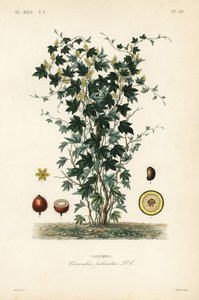 Calumbaträd, Jateorhiza columba, Cocculus palmatus, Colombo av Unbekannt