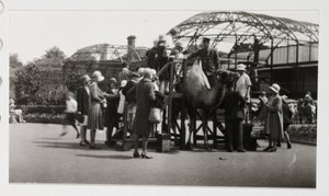Kamelfärd, c 1930 av Unbekannt