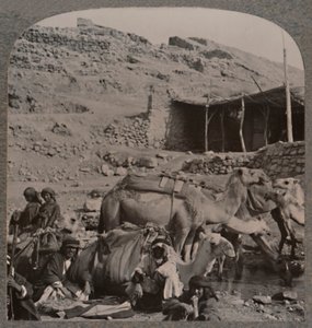 Kameltåg från Jerash, vattning vid Elishas fontän, c1900 av Unbekannt
