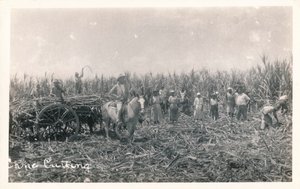 Cane Cutting, c1930 av Unbekannt