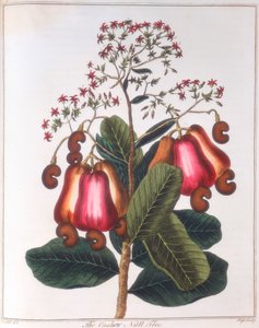 Cashewnöt - Anacardium occidentale, c1798 av Unbekannt