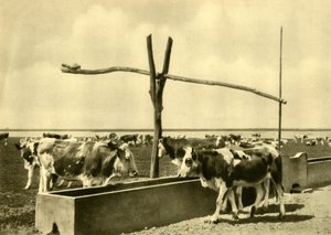 Boskap som dricker vid ett tråg, Burgenland, Österrike, c1935. av Unbekannt