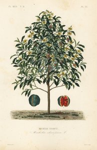 Champakträd, Magnolia champaca, Michelia champaca, Michelie champac av Unbekannt