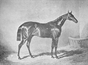 Karl XII, vinnare av St. Leger 1839, 1911 av Unbekannt