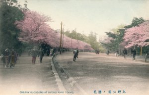 Körsbärsblommor i Uyeno Park Tokyo, c1910 av Unbekannt