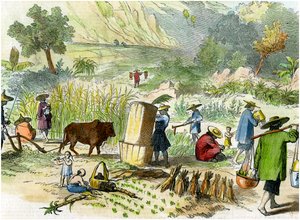 Kinesisk skörd, Hong Kong, c1875 av Unbekannt