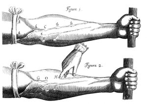 Blodets cirkulation, 1628 av Unbekannt