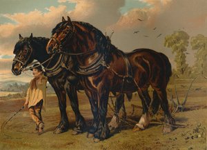 Clydesdale Stallion & Mare, c1879. av Unbekannt