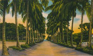 Coconut Avenue, Barranquilla, c1940-talet, av Unbekannt