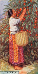 Coffee, 1. - Gathering the Berries, Ostindien, 1928 av Unbekannt