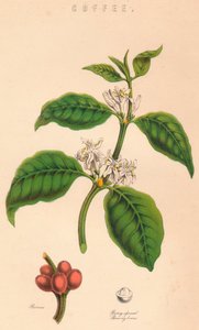 Kaffe, c1800-talet av Unbekannt