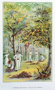 Samla kakao, Venezuela, 1892 av Unbekannt
