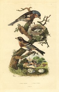Vanlig bofink, Fringilla coelebs, bo och ägg, och bramling, Fringilla montifringilla med ägg Pinson commun et pinson d