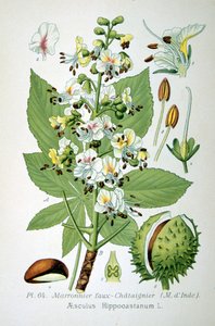 Vanlig hästkastanj, 1893 av Unbekannt