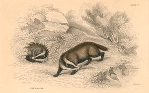 Vanlig eller eurasisk grävling Meles meles, 1828 av Unbekannt
