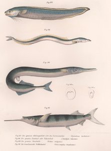 Vanlig ormfisk. Vanlig tobis. Vanlig Hornhecht. Brasiliansk halvnäbb, ca 1850-talet av Unbekannt