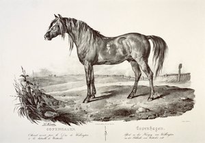 Köpenhamn, hertigen av Wellingtons häst, 1800-talet av Unbekannt