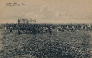 Corte de Cana - Att skära sockerrör - Kuba, c1910 av Unbekannt