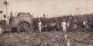 Corte de Canna. - Samla sockerrör. Kuba, c1900 av Unbekannt