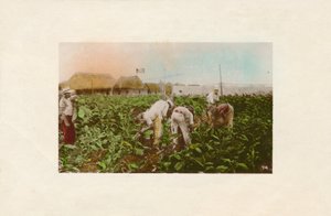 Tobaksskörd. - Tobaksplantage., c1910 av Unbekannt
