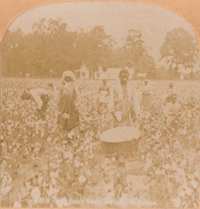 Bomullsplockning., c1900 av Unbekannt