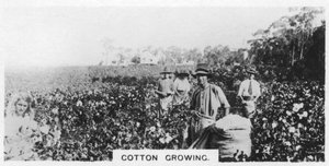 Bomullsplockning, Australien, 1928 av Unbekannt
