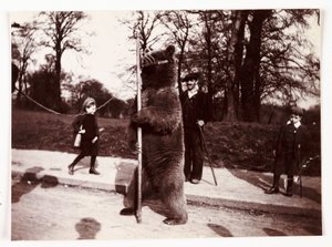 Dansande björn, c 1905 av Unbekannt