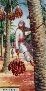Datum. - Samla frukten, IN. Afrika, 1928 av Unbekannt