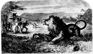 David Livingstone, räddad från ett lejon av Mebalwe, en infödd skolmästare, 1857 av Unbekannt