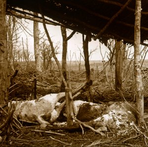 Döda hästar, Verdun, norra Frankrike, c1914-c1918 av Unbekannt