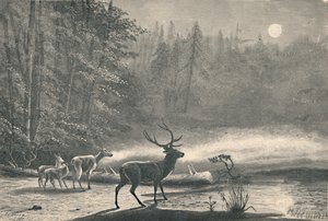 Hjortar vid sjön St. Regis, på natten, 1883 av Unbekannt