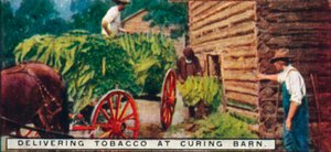Levererar tobak till Curing Barn, 1926 av Unbekannt