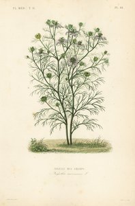 Djävulen-i-busken eller kärlek-i-en-dimma, Nigella arvensis, Nigelle des champs av Unbekannt